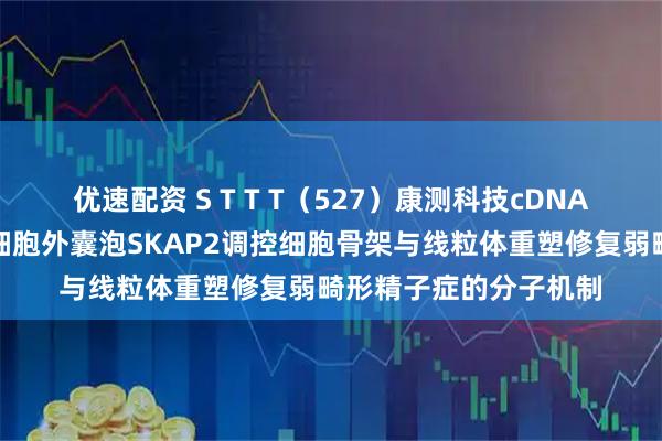优速配资 S T T T（527）康测科技cDNA全长转录组助力揭示细胞外囊泡SKAP2调控细胞骨架与线粒体重塑修复弱畸形精子症的分子机制